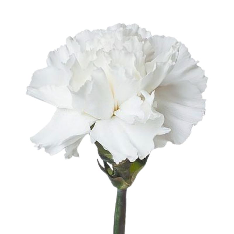 Carnation moonlight white