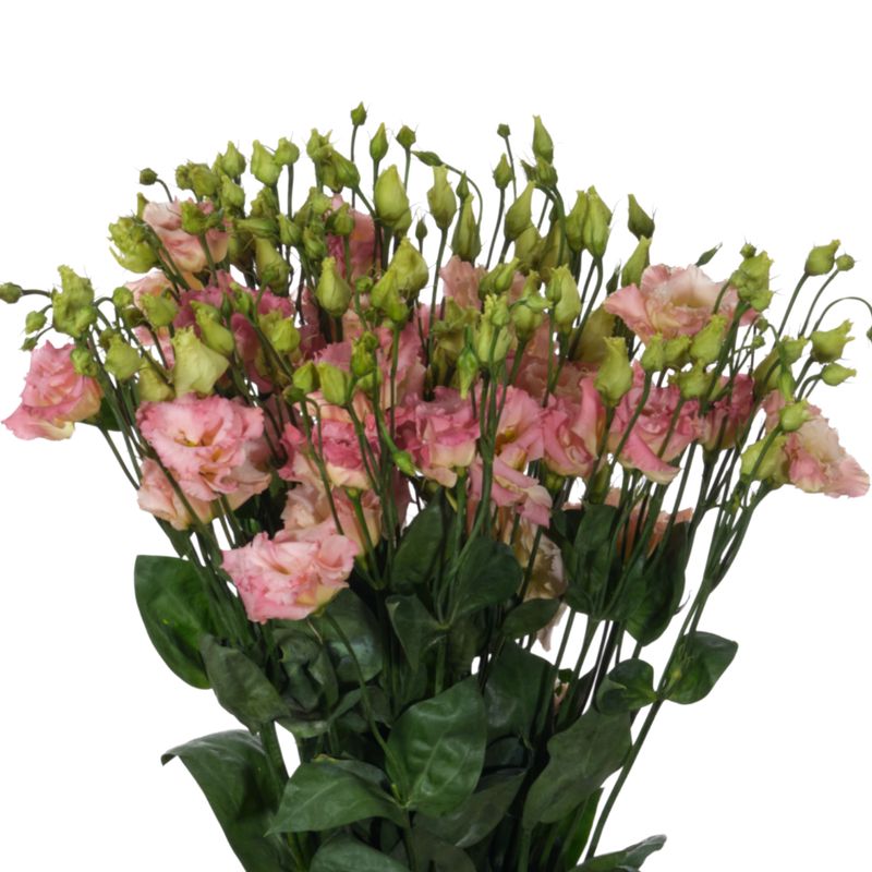 Eustoma double alissa champagne