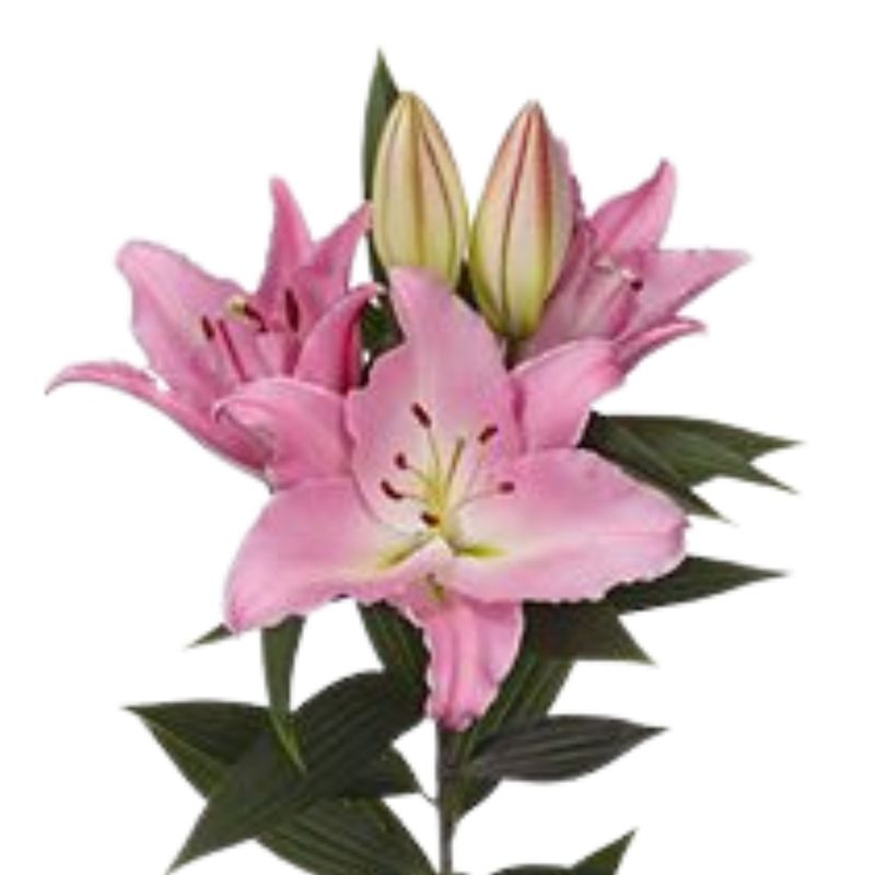 Lilium or canelli Lilium or canelli