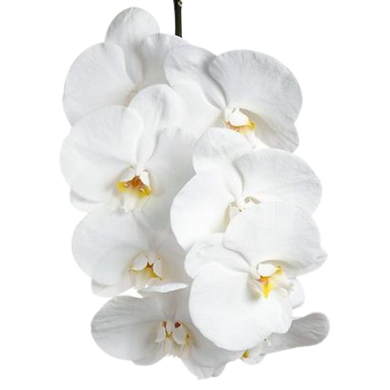 Phalaenopsis party white Phalaenopsis party white