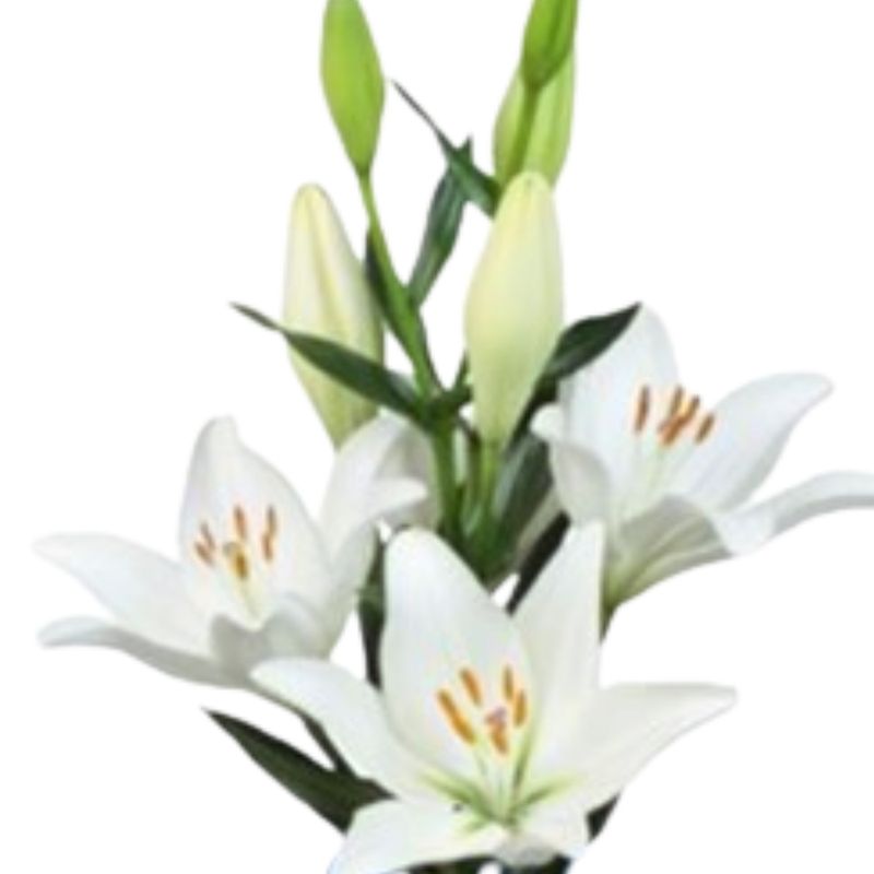 Lilium la asti Lilium la asti