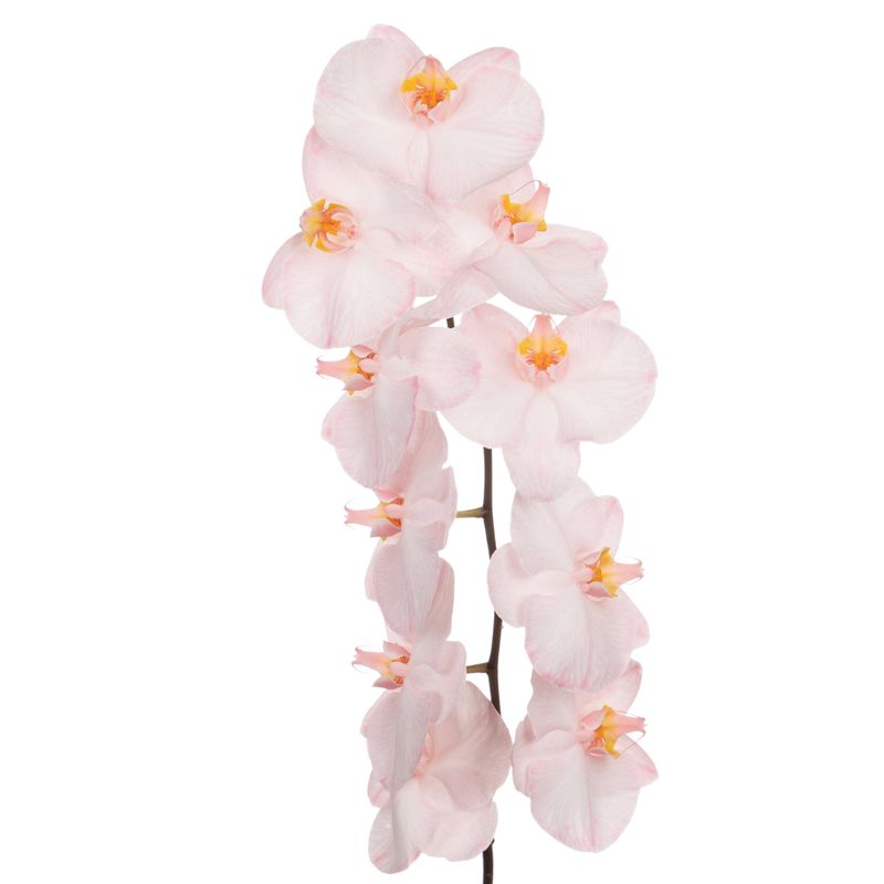 Phalaenopsis dyed pink