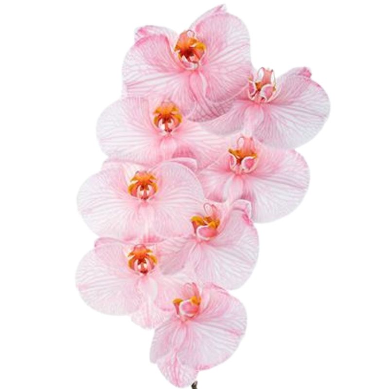 Phalaenopsis dyed red Phalaenopsis dyed red