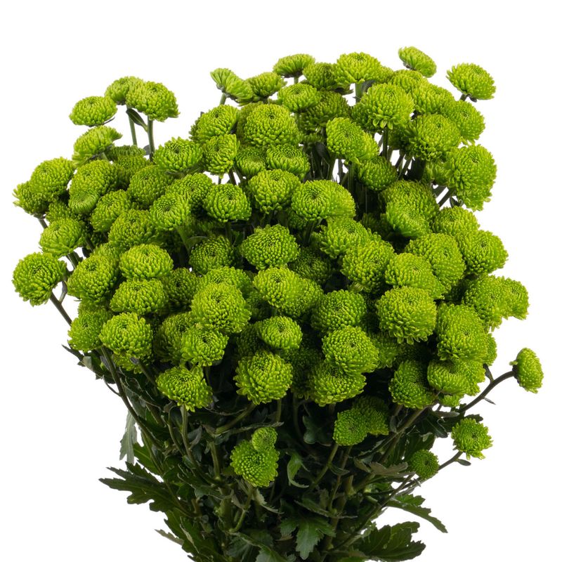 Chrysanthemum santini peptalk Chrysanthemum santini peptalk