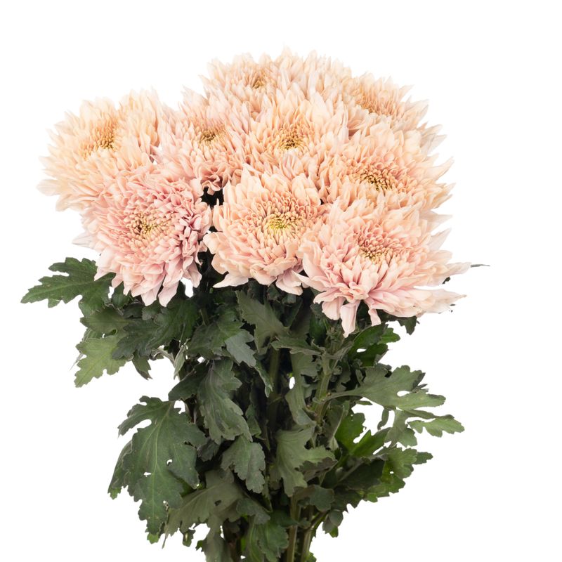 Chrysanthemum single romancero