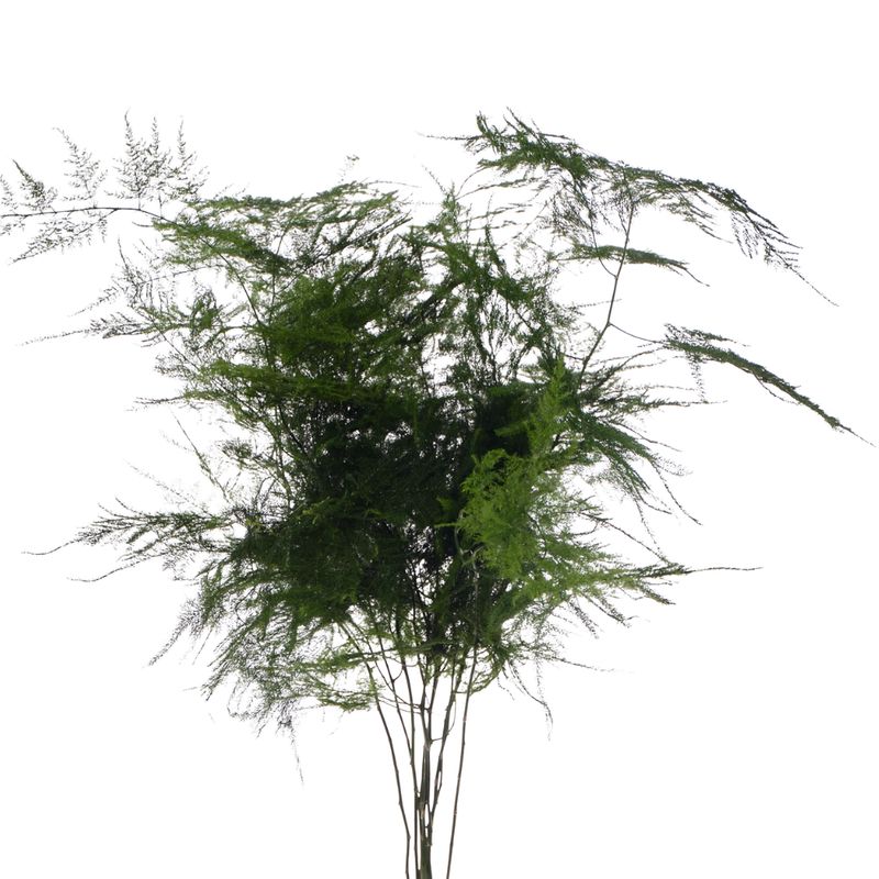 Blad Asparagus setaceus Blad Asparagus setaceus
