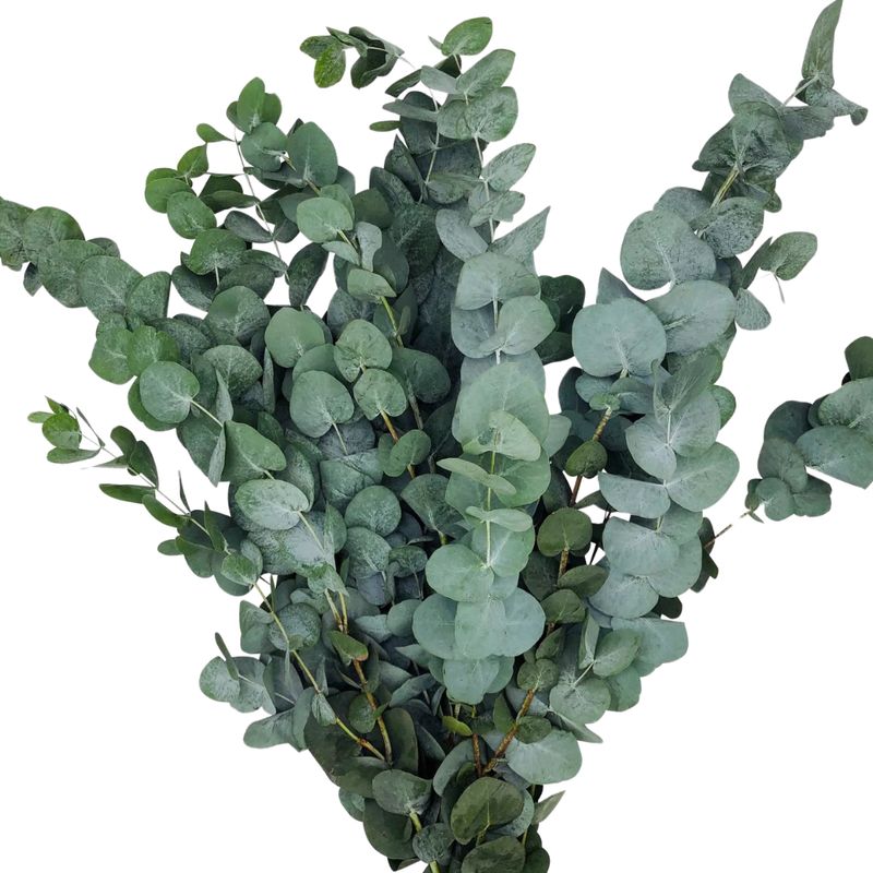 Blad Eucalyptus cinerea Blad Eucalyptus cinerea