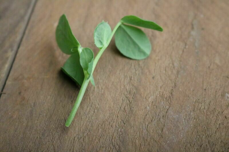 3 oz. Pea Shoots