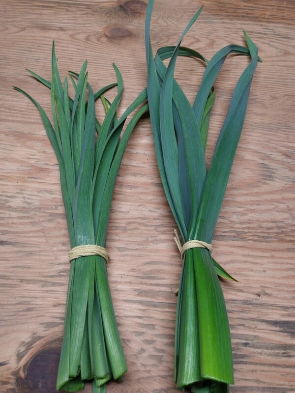 Garlic Greens 