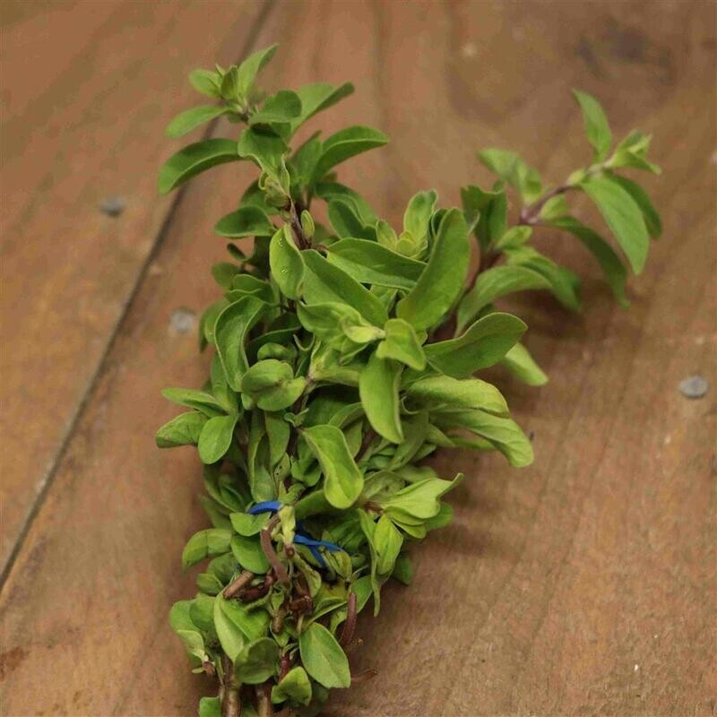 Fresh Marjoram Fresh Marjoram