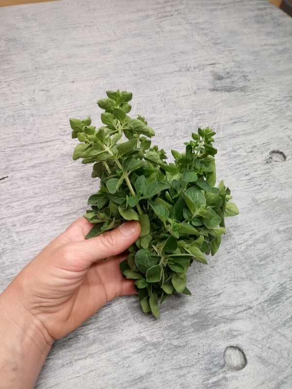 Fresh Oregano Fresh Oregano