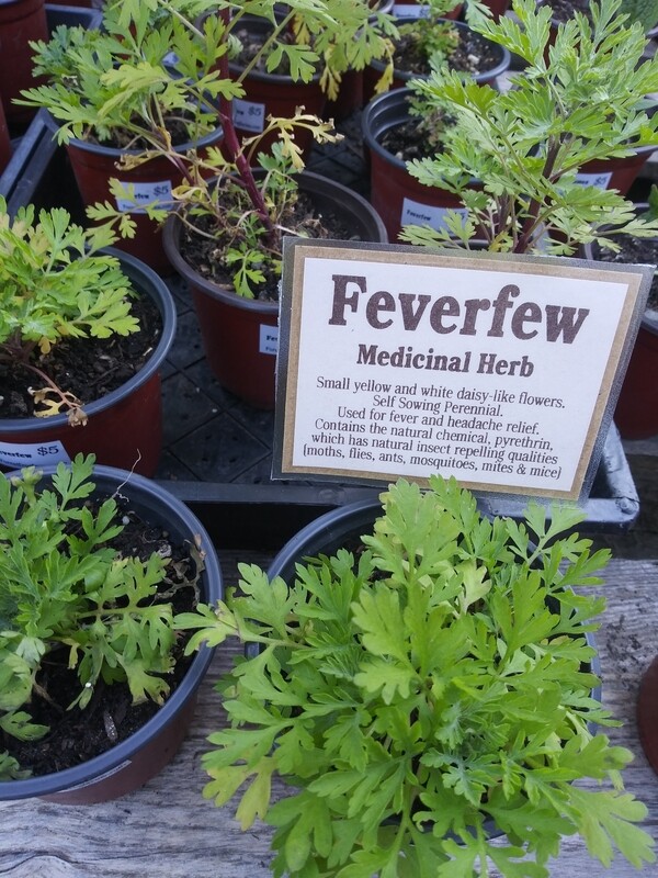 Feverfew (1 gallon) Feverfew (1 gallon)