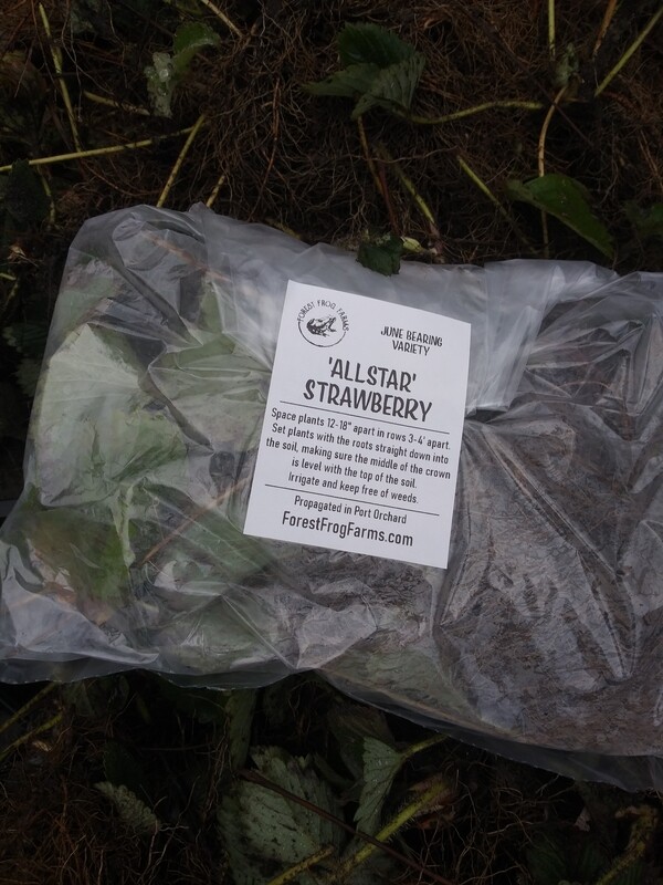 Strawberry 'Allstar' (Bare Root) Strawberry 'Allstar' (Bare Root)