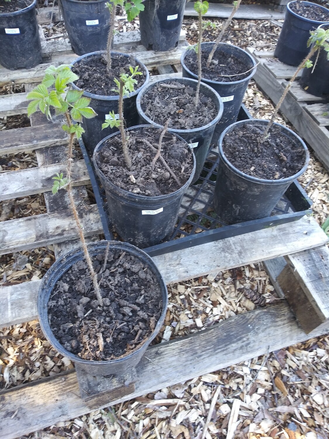 Raspberry 'Heritage Red' (1 Gallon pot) - Store - Forestfrogfarms