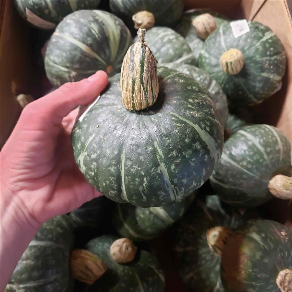 Kabocha Squash
