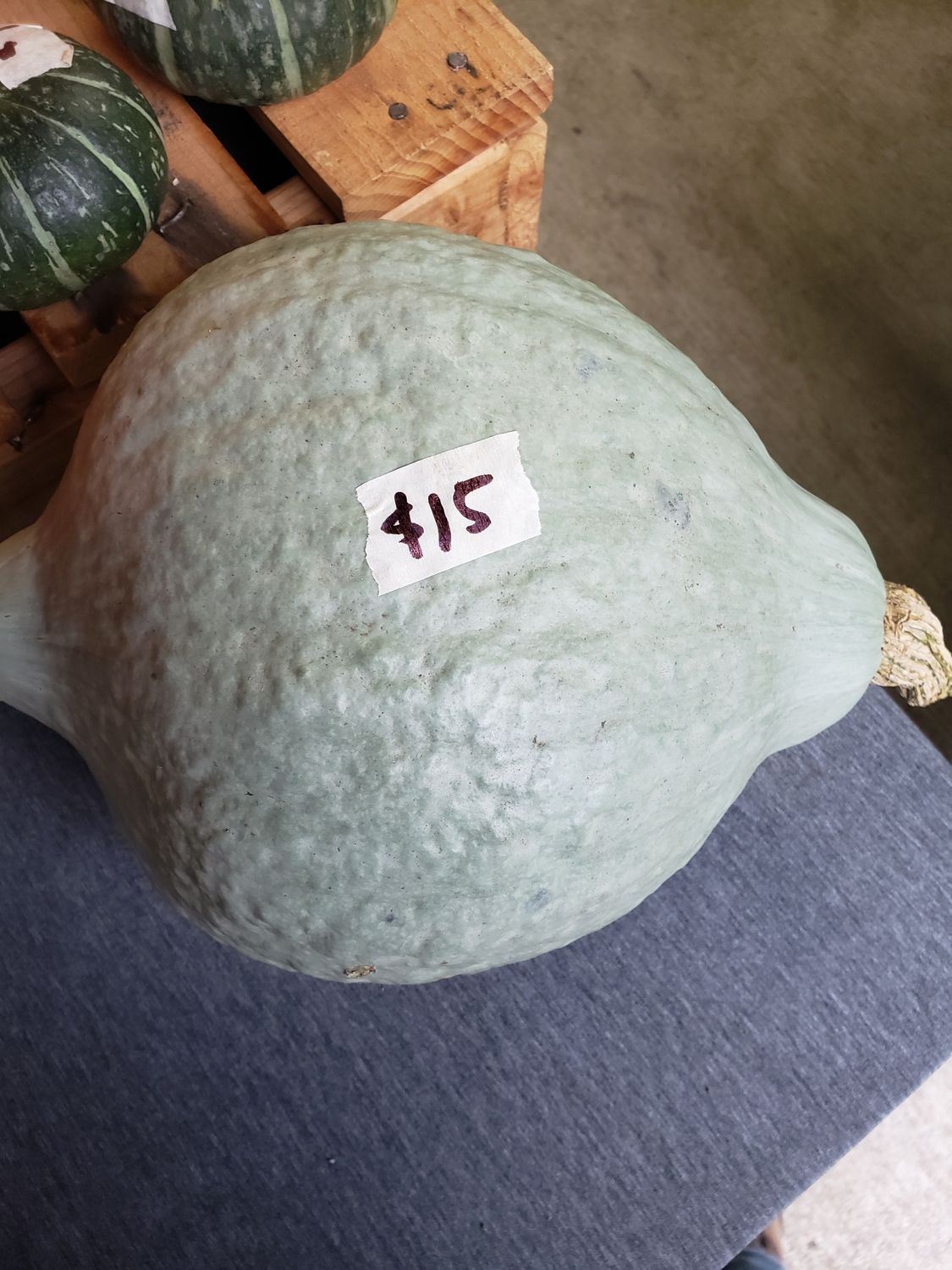 Blue Hubbard Squash