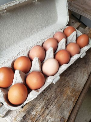 Farm Fresh Small Eggs