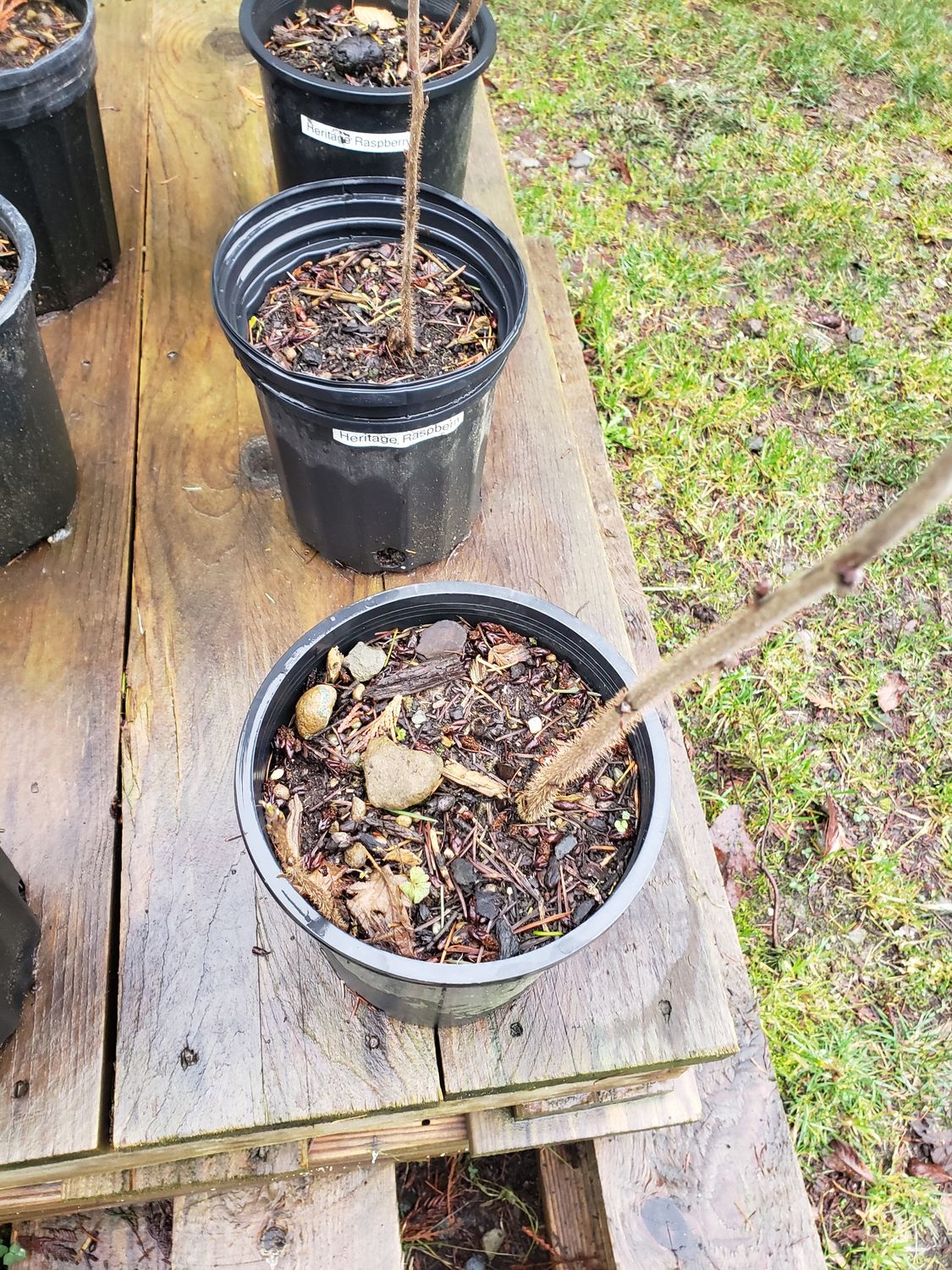 Raspberry 'Heritage Red' (1 Gallon pot) - Store - Forestfrogfarms