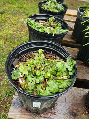 Oregano 'Greek' (1 gallon pot) Oregano 'Greek' (1 gallon pot)
