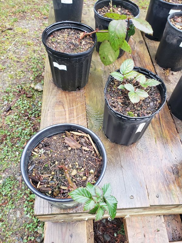 Thornless Blackberry (1 Gallon pot) Thornless Blackberry (1 Gallon pot)