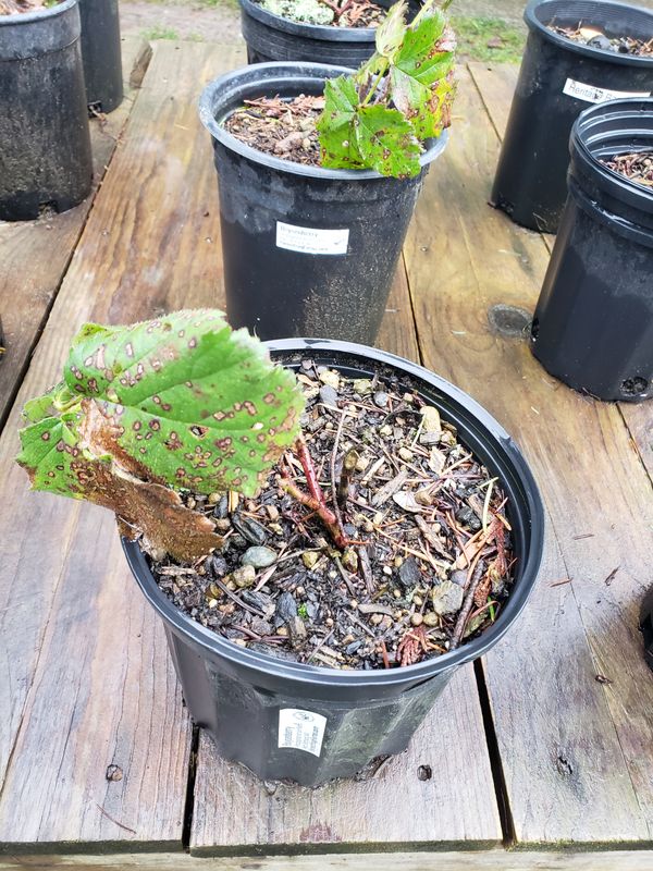 Boysenberry (1 Gallon pot) Boysenberry (1 Gallon pot)