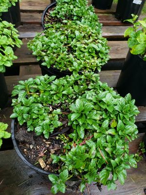 Spearmint (1 gallon Pot) Spearmint (1 gallon Pot)
