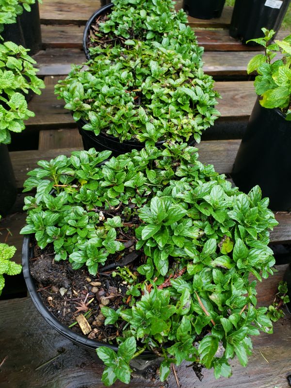 Spearmint (1 gallon Pot) Spearmint (1 gallon Pot)