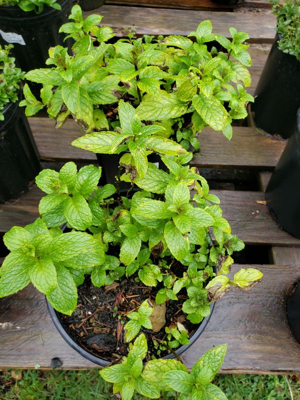 Fred's Peppermint (1 gallon Pot) Fred's Peppermint (1 gallon Pot)
