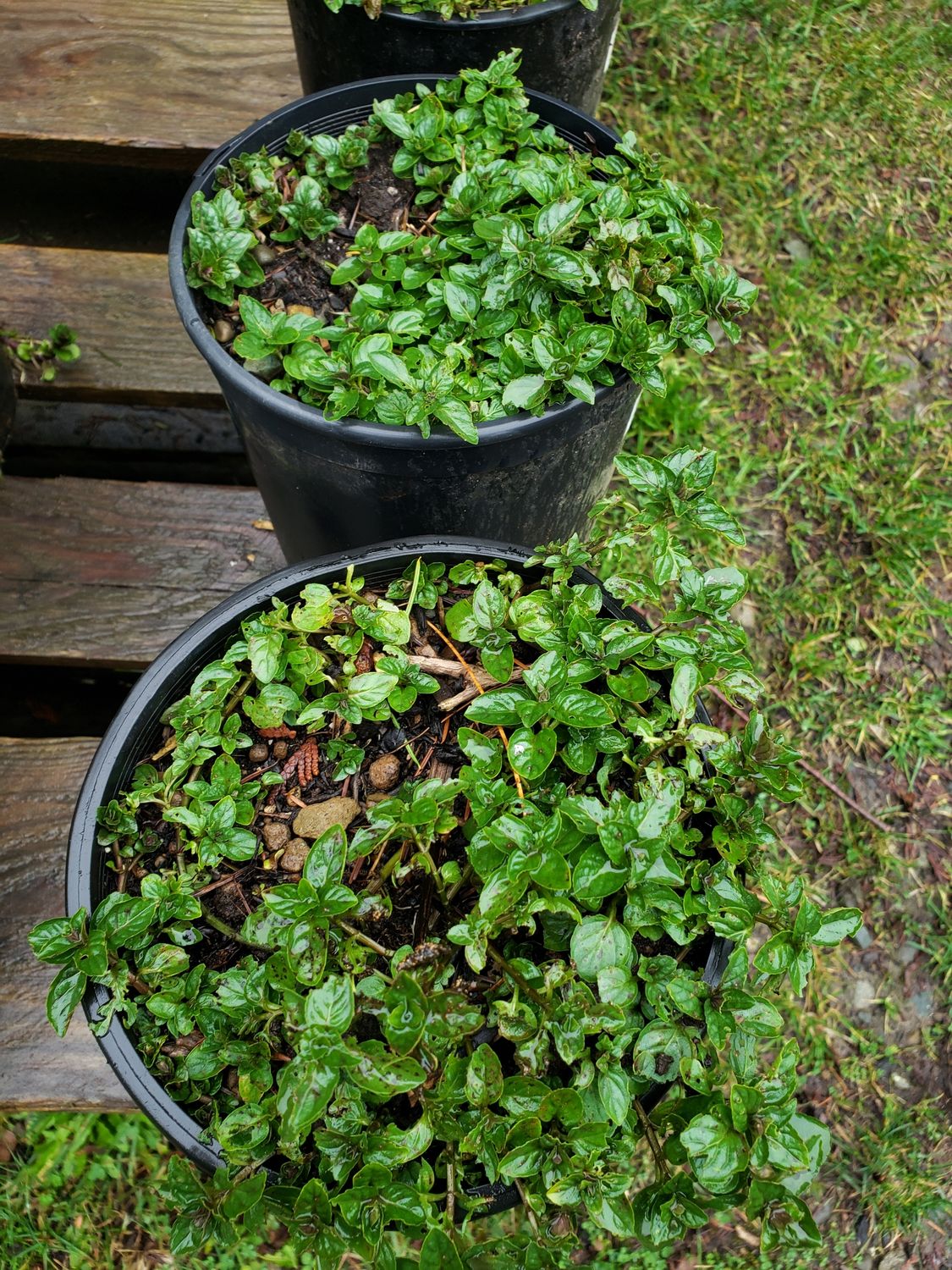 Chocolate Mint (1 gallon Pot)