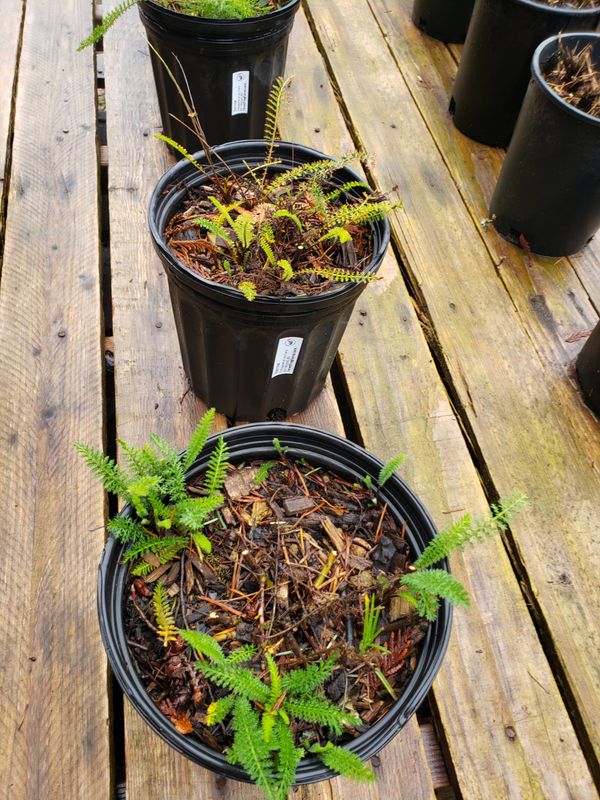 Yarrow 'Colorado Mix' (1 gallon pot) Yarrow 'Colorado Mix' (1 gallon pot)