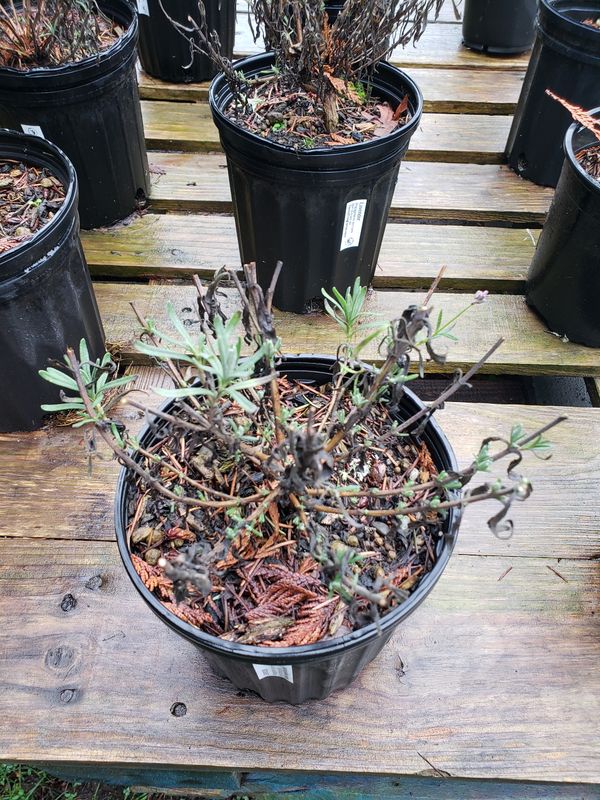 Lavender (1 gallon pot) Lavender (1 gallon pot)