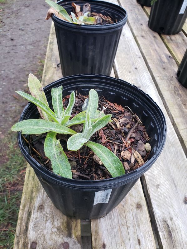 Mountain Bluet (1 gallon pot) Mountain Bluet (1 gallon pot)
