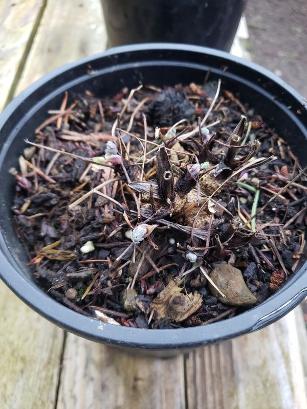Pink Columbine (1 Gallon pot) Pink Columbine (1 Gallon pot)