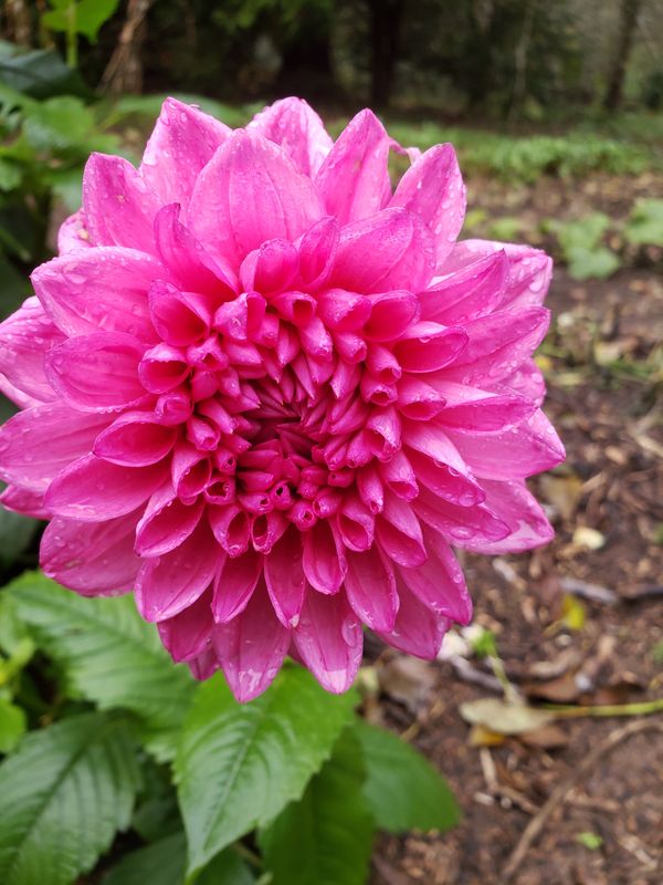 Dahlia Tuber 'Big Pink'