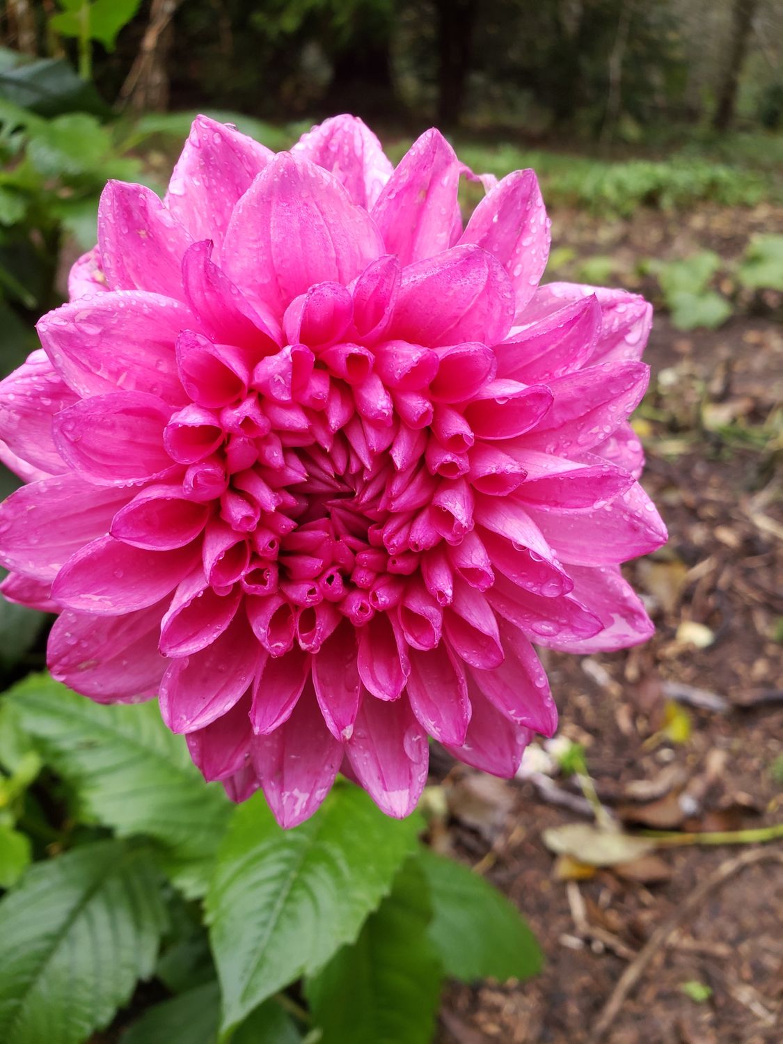 Dahlia Tuber 'Big Pink'