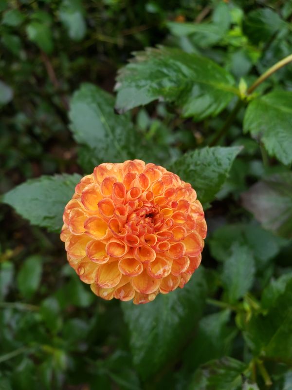 Dahlia Tuber 'Orange/Yellow Ball'