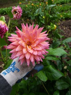 Dahlia Tuber 'Sunset Burst'