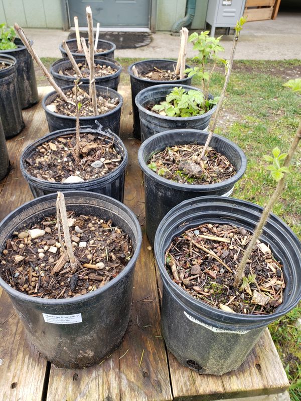 Raspberry 'Heritage Red' (1 Gallon pot)