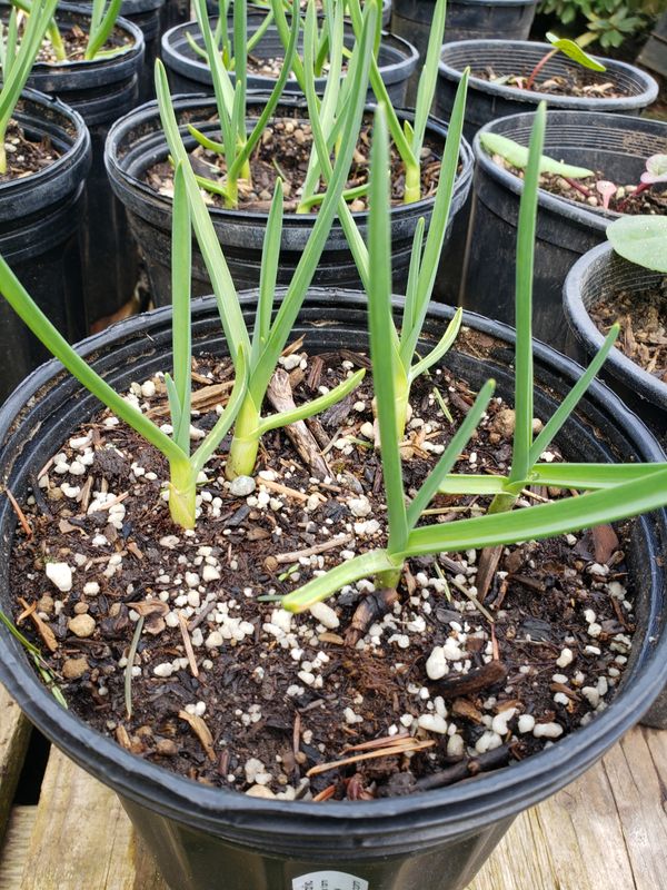 Forest Frog Garlic (Open Pollinated) Forest Frog Garlic (Open Pollinated)