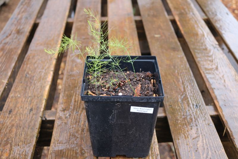 Asparagus - 2025 Spring Seedlings 'Mary Washington' (1 gallon pot) Asparagus - 2025 Spring Seedlings 'Mary Washington' (1 gallon pot)