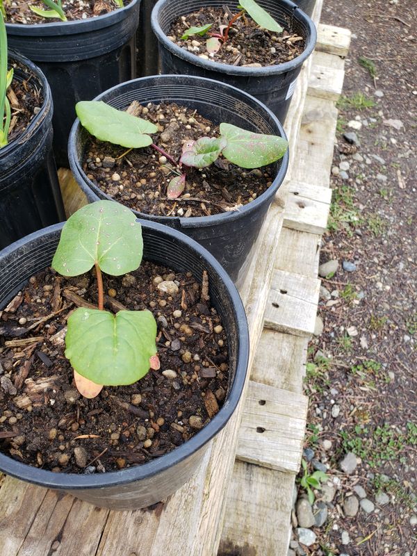 Rhubarb 'Victoria' (1 gallon) Rhubarb 'Victoria' (1 gallon)