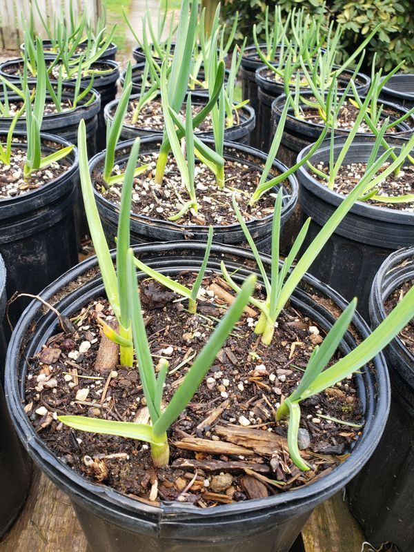 Mt. Hood Garlic Mt. Hood Garlic