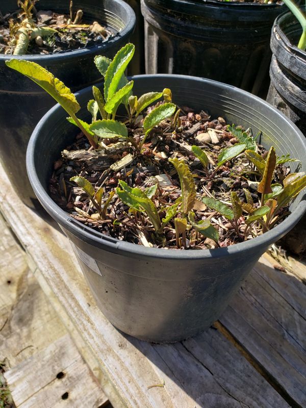 Horseradish (1 gallon pot) Horseradish (1 gallon pot)