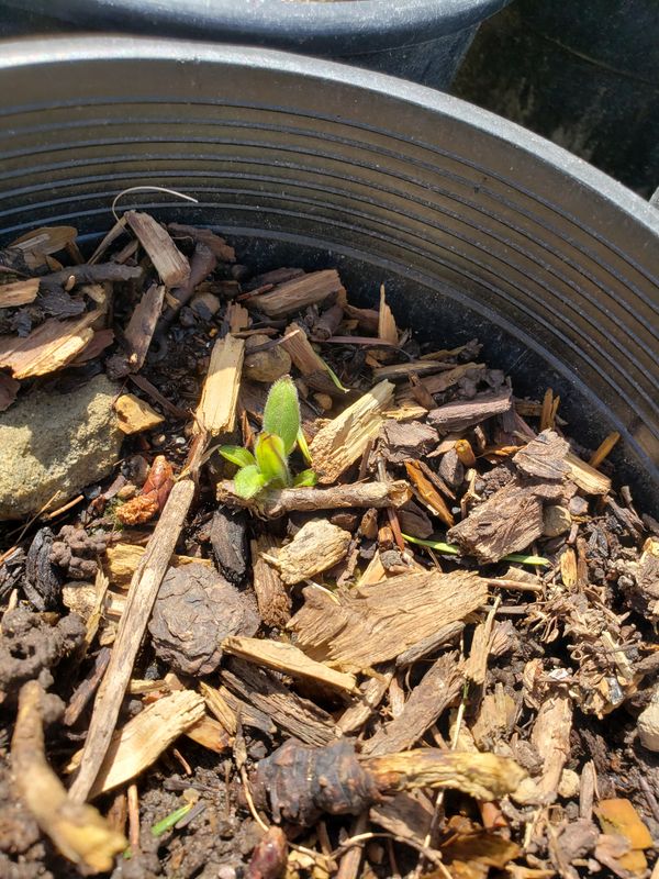Sunchoke aka Jerusalem Artichokes (1 gallon pot) Sunchoke aka Jerusalem Artichokes (1 gallon pot)