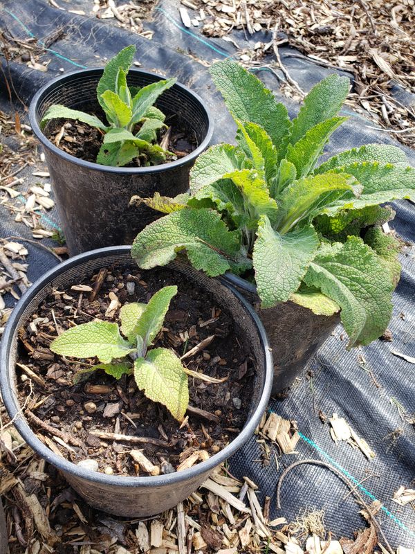 Foxglove (1 gallon pot) Foxglove (1 gallon pot)