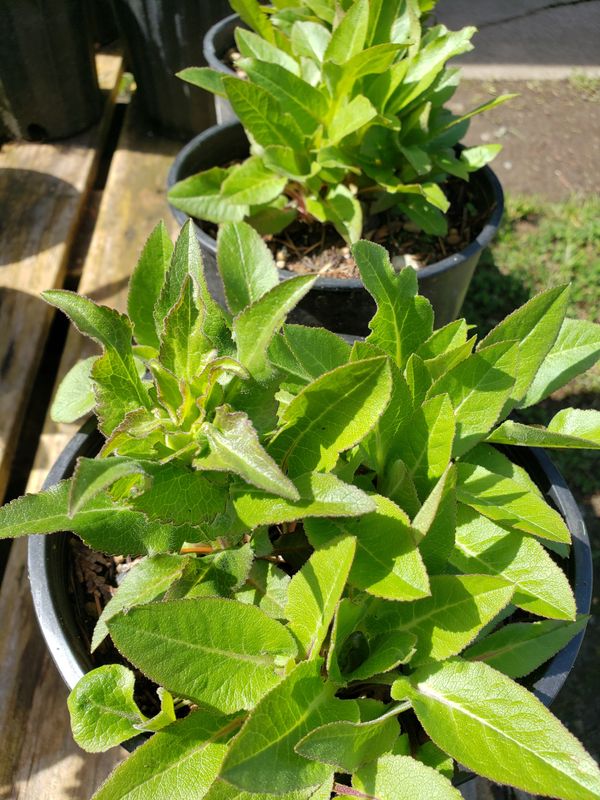 Campanula (1 gallon pot) Campanula (1 gallon pot)