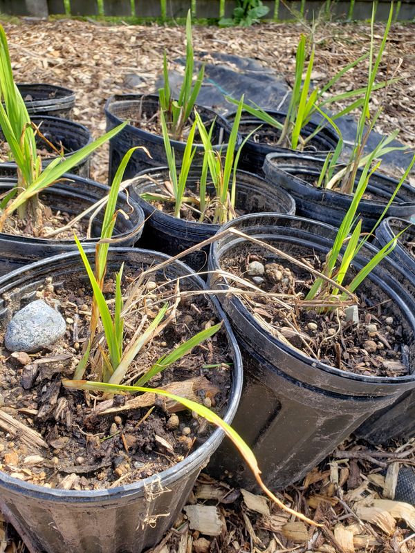 Crocosmia (1 gallon pot) Crocosmia (1 gallon pot)