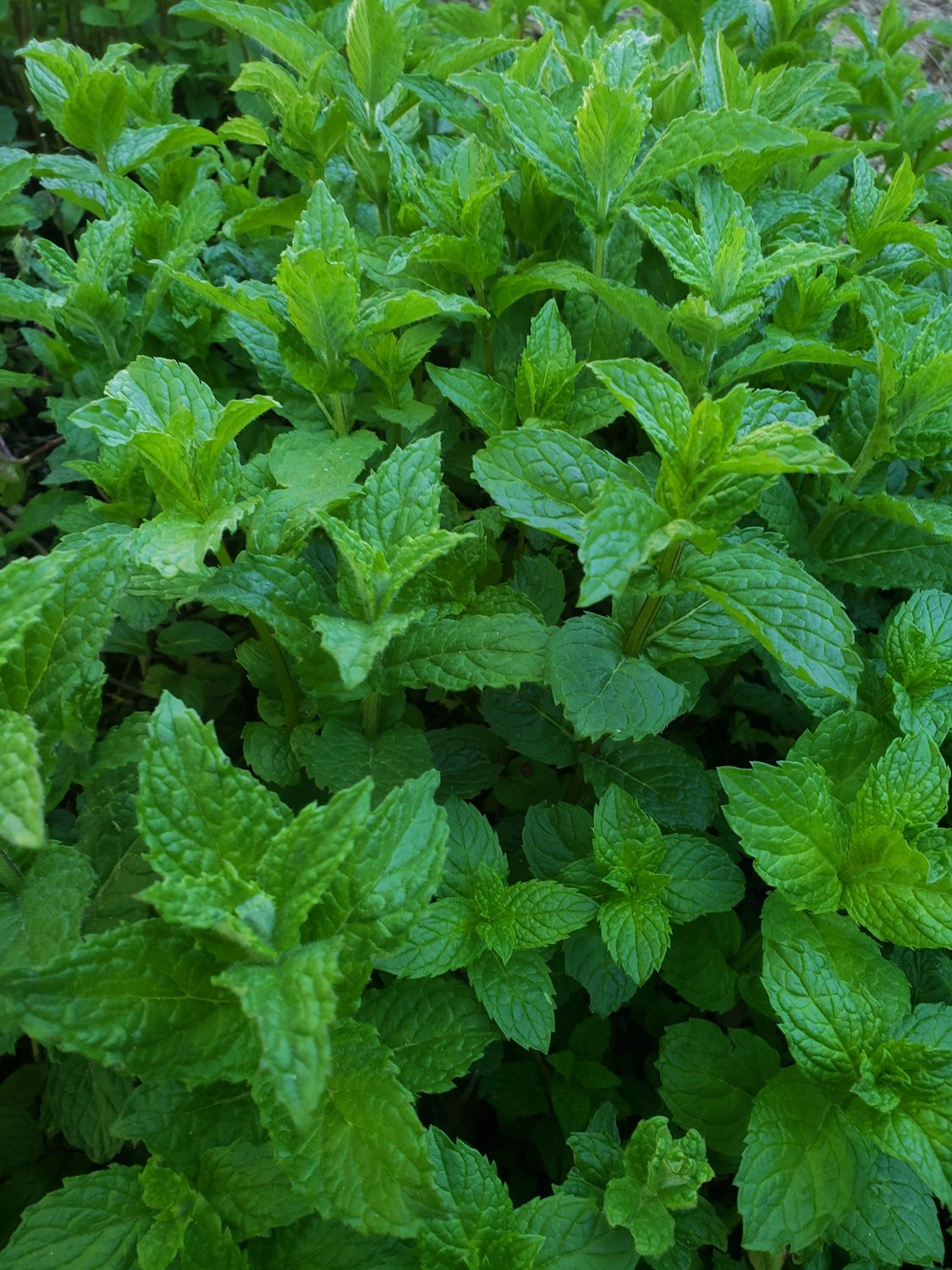 Fresh Peppermint