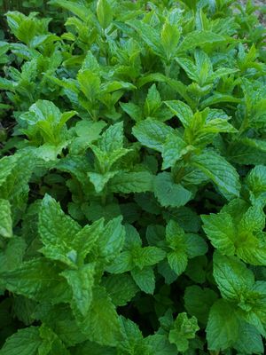 Fresh Peppermint