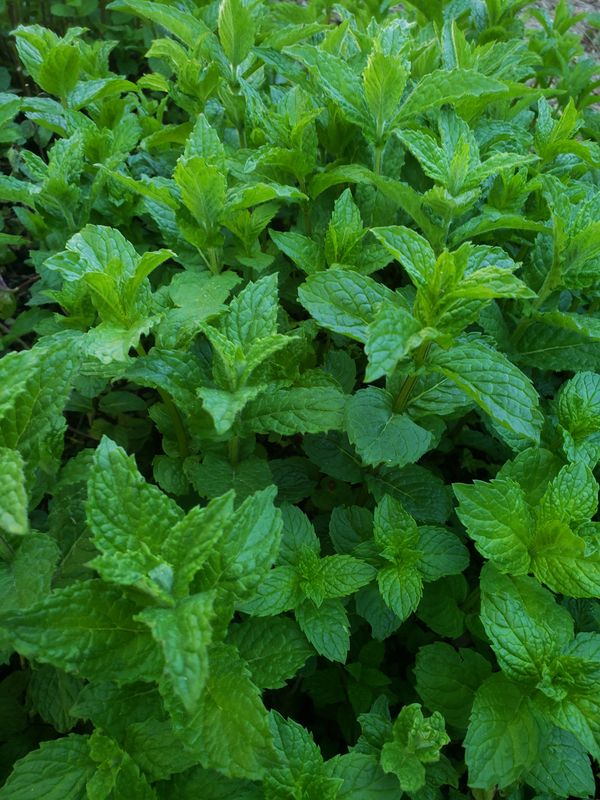 Fresh Peppermint